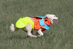 Mikael Tham Tuskproof Boar v.5 Orange Storlek M